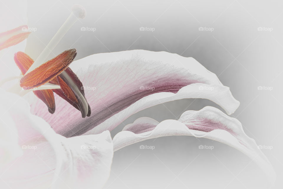Close up of Oriental Lily