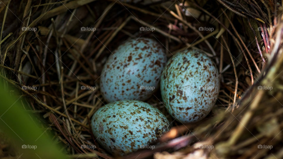 Three blue cardinal eggs in a nest