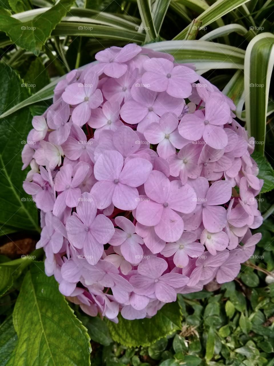 🌹 🇺🇸 Very beautiful flowers to brighten our day.  Live nature and its beauty. Did you like the delicate petals? / 🇧🇷 Flores muito bonitas para alegrar nosso dia. Viva a natureza e sua beleza. Gostaram das pétalas delicadas? 