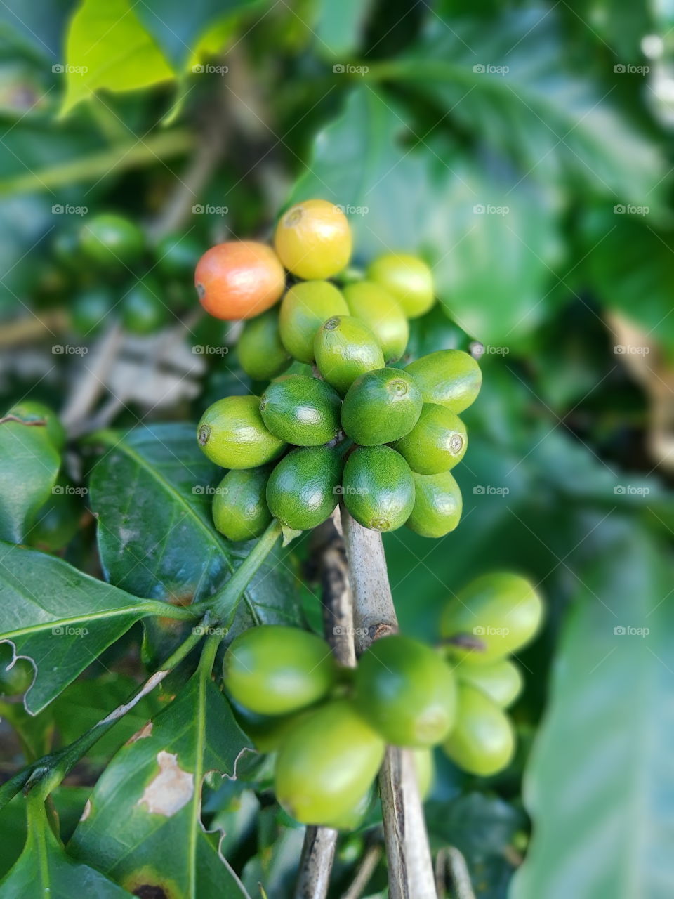 coffee seeds