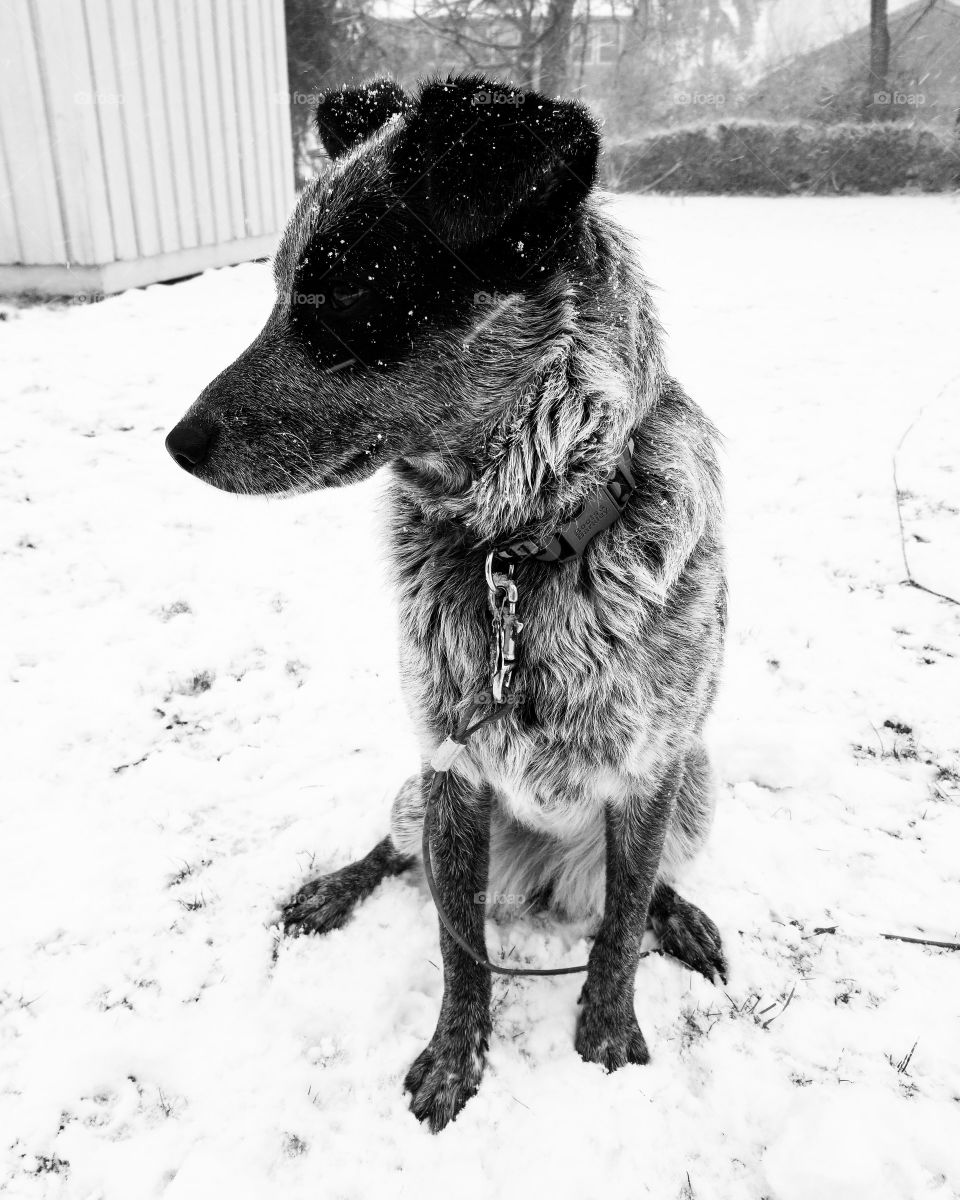 Snow Dog. Black and White.