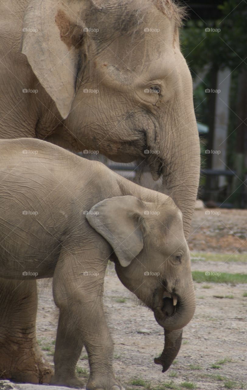 Sumatra Elephant
