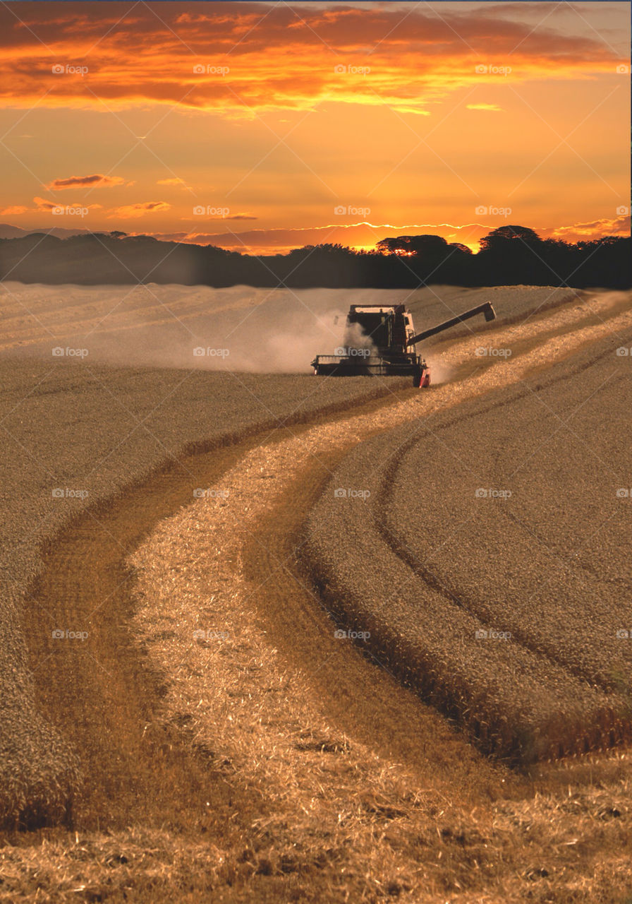 summer sunset harvest by gtomc