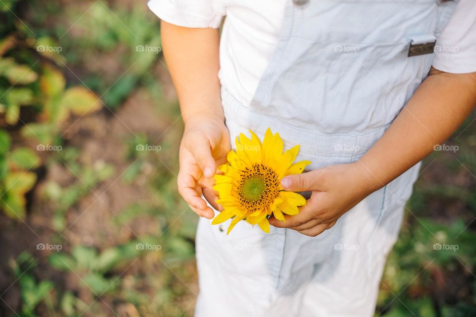 sunflower