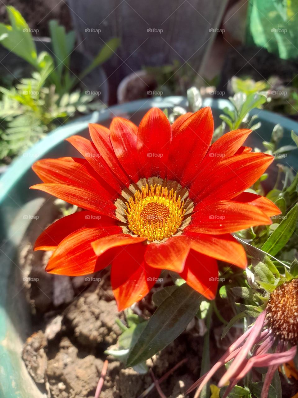 "Immerse yourself in the vivid energy of this color explosion photograph."