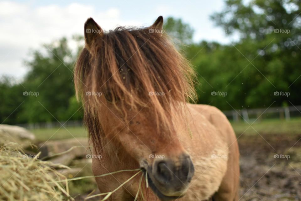 Hay is for horses 