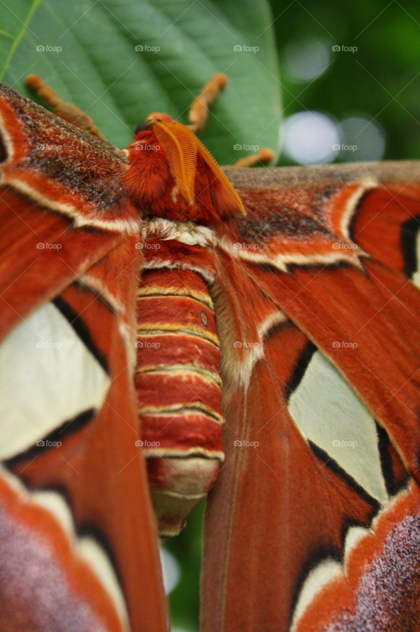 Massive Moth Close Up