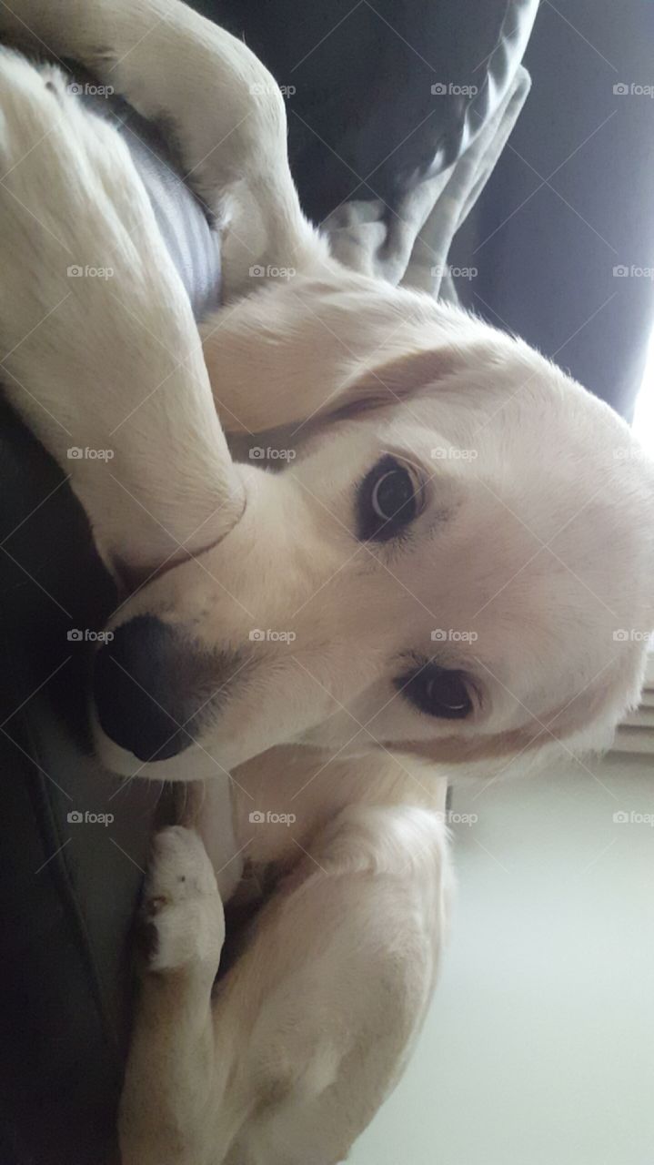 Adorable Sad Puppy