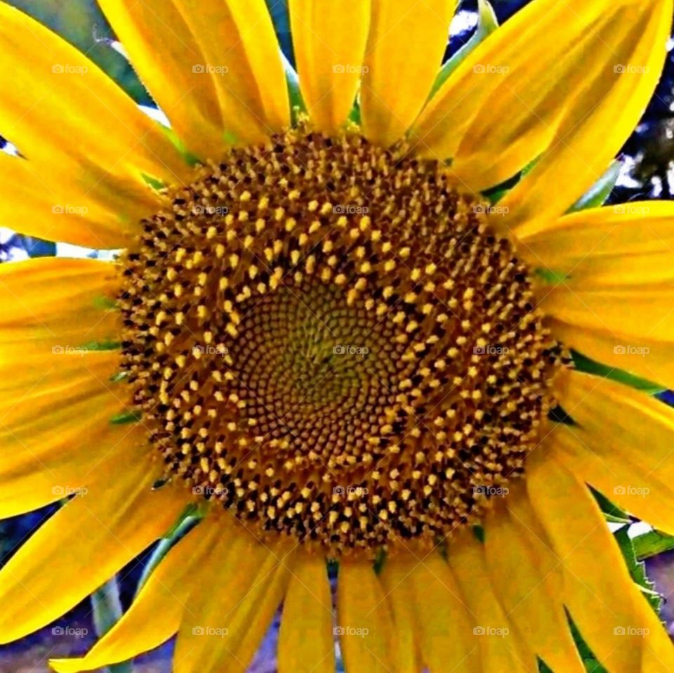 most beautiful and attractive flowers in the farm.