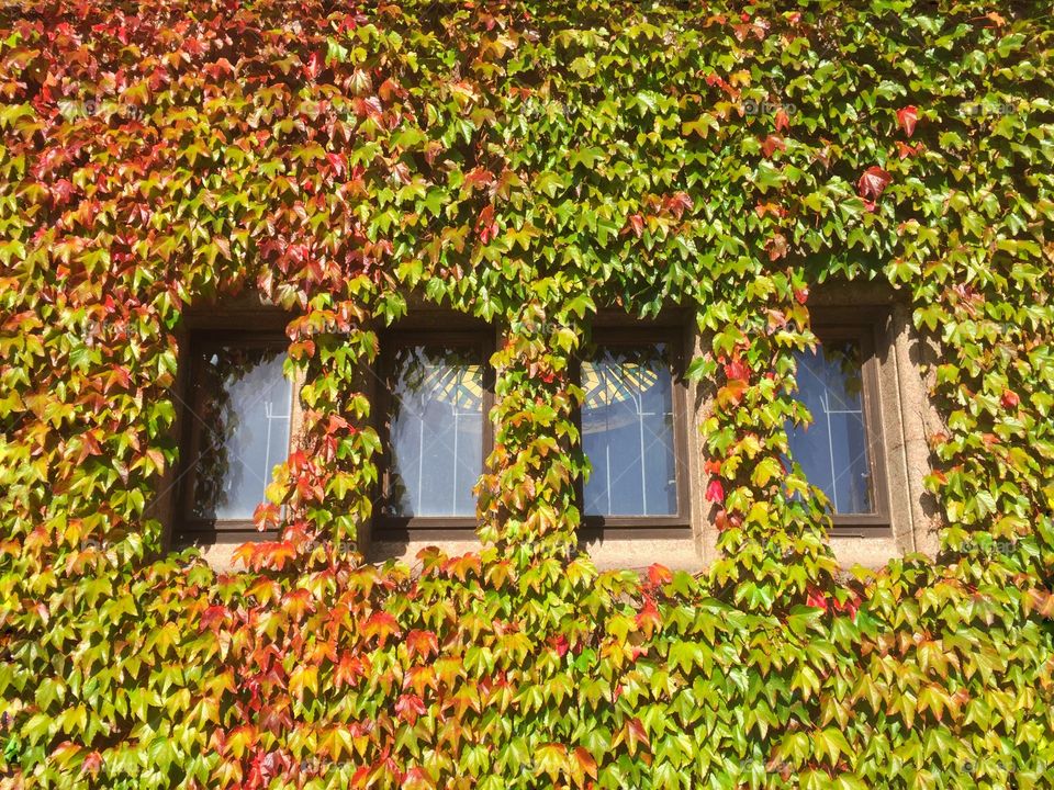 Windows framed by autumn ivy