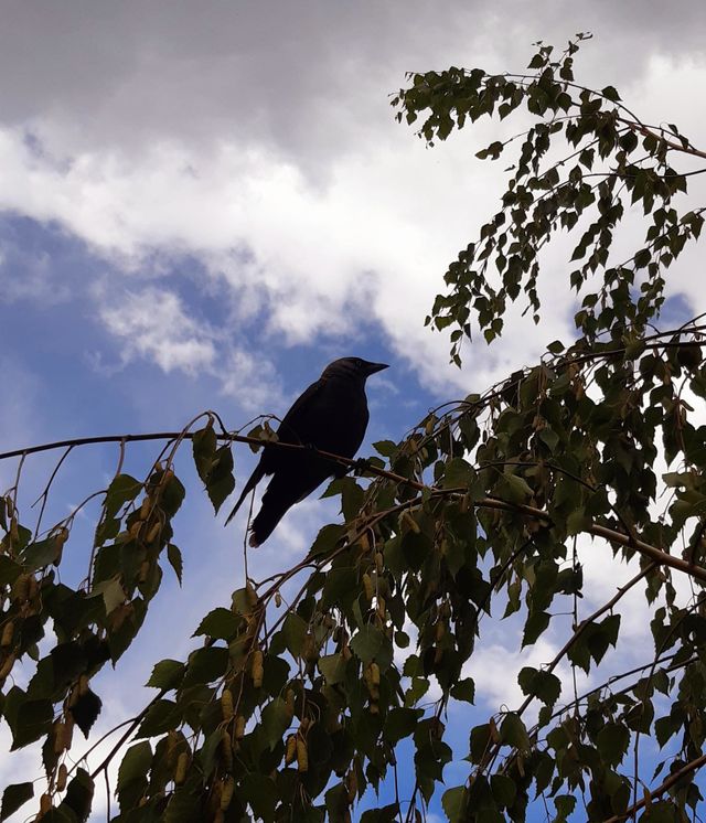 a bird sitting on  a tree