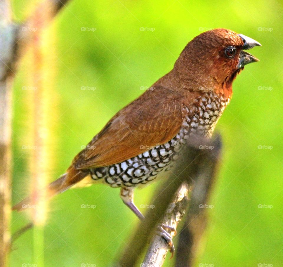 scaly breasted Munia