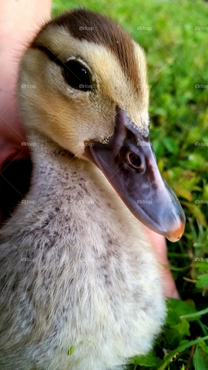 Closeup of duck