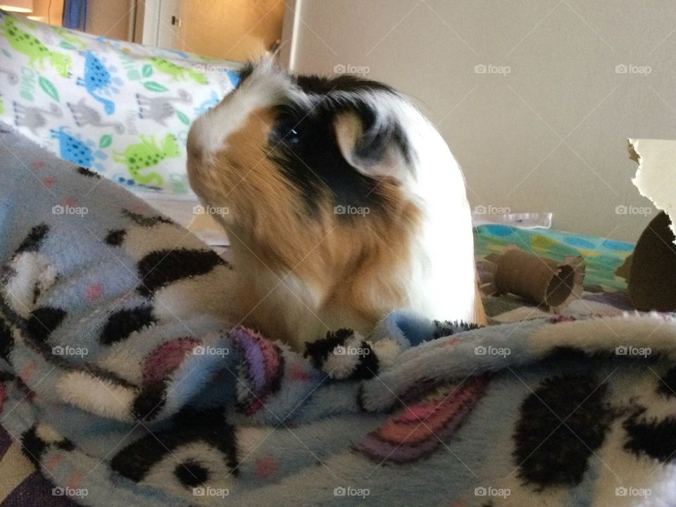 Jonathan my guinea pig 