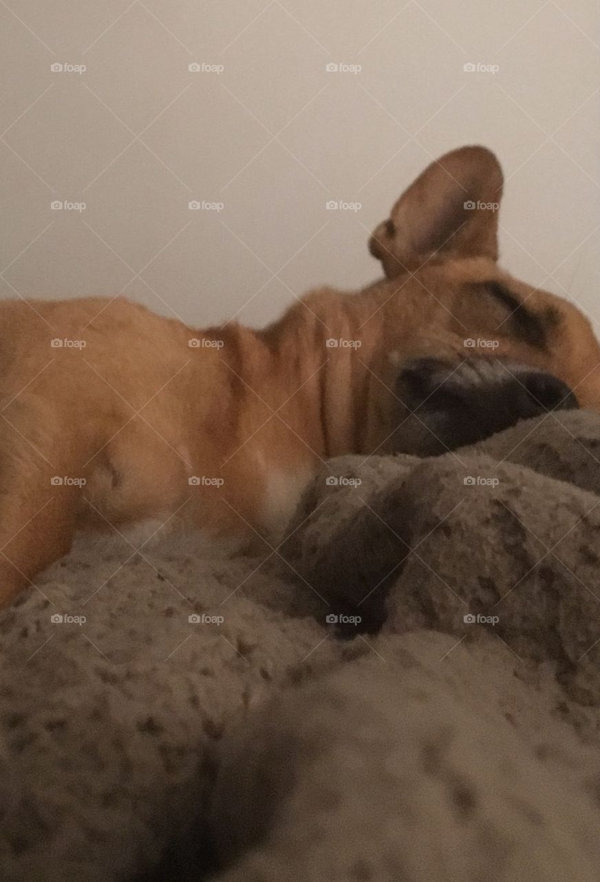 Snuggly little chihuahua, so tired after a very adventurous day. Golden sleeper on brown blanket 