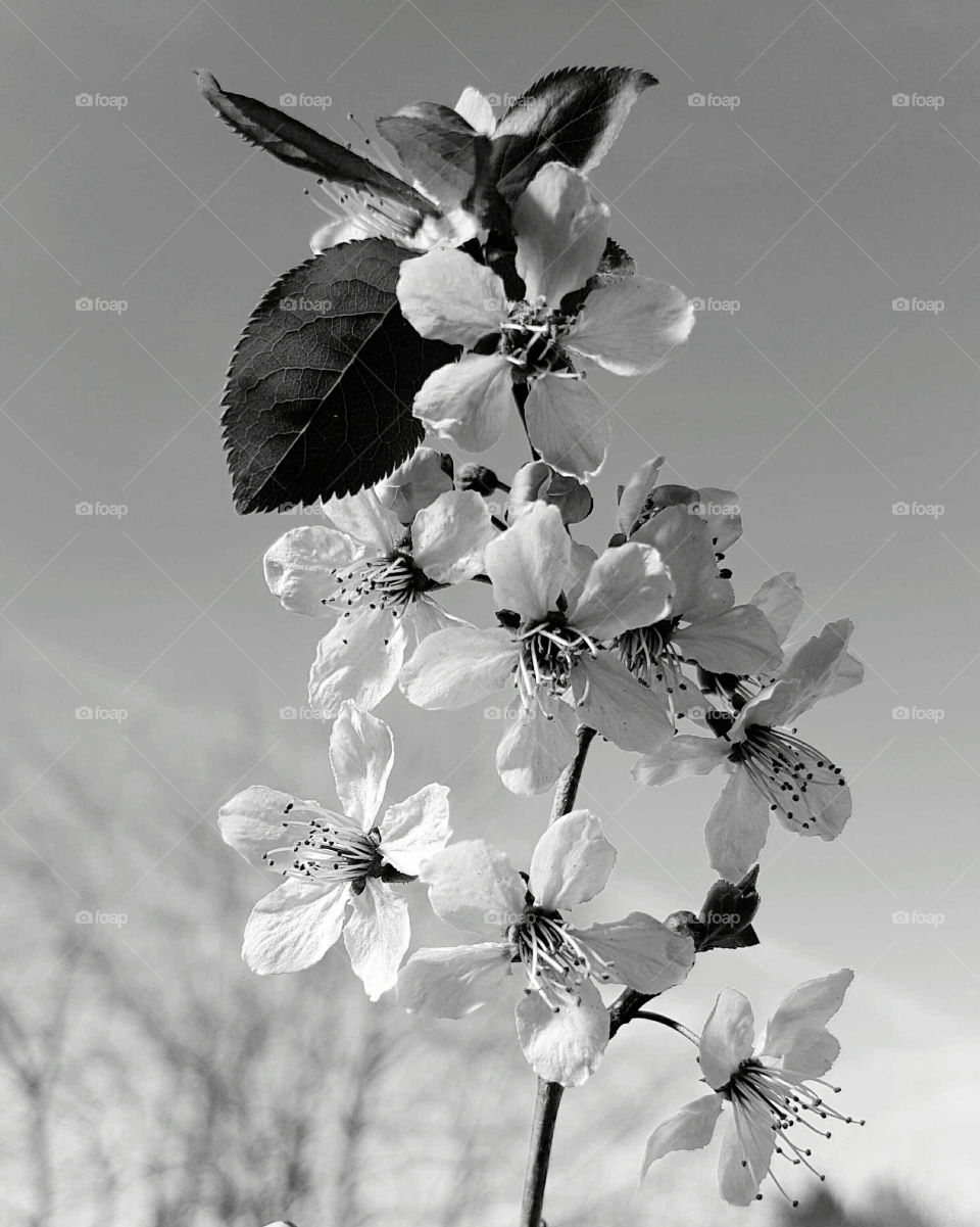 Black and white branch of blossom tree close-up.