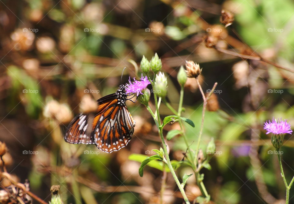 Monarced butterfly perching on at the top plant of purple colour. Lovwly shrike colour for red-oranje with lined black and spotting clear white up to the body , wings. Black and beauty regular white spot to the head and thorax.