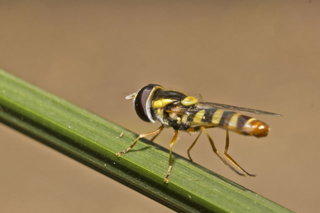 funny looking flying insect on a green plant stem