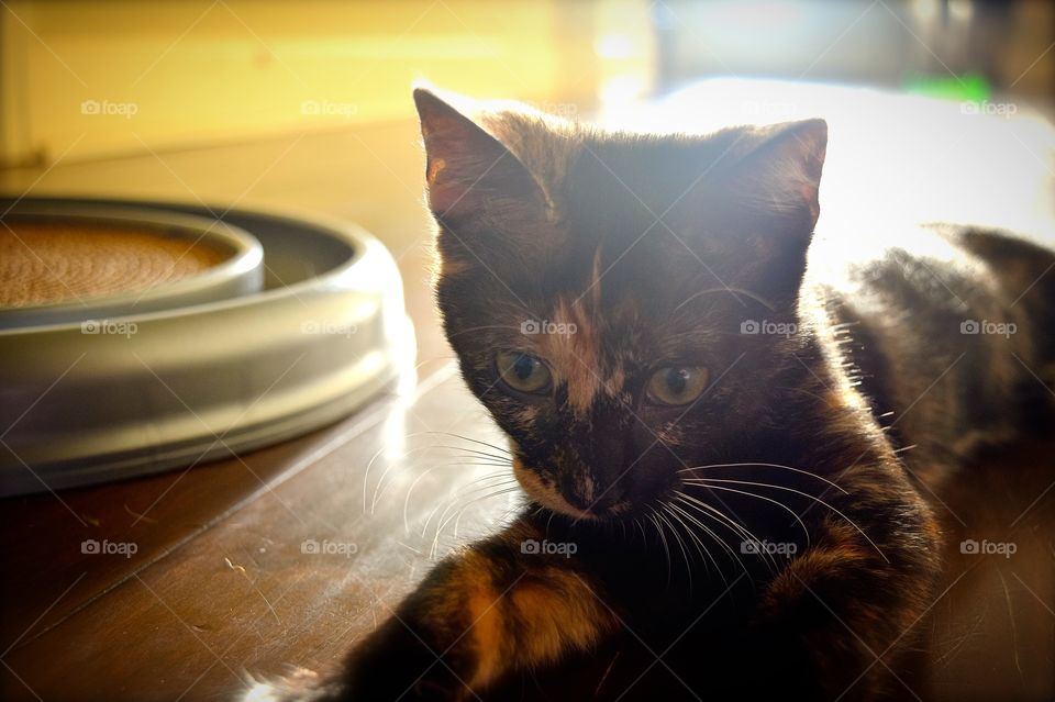 Sweet Itty Bit! She’s a playful little girl, with an attitude, but all she wants is a little bit of love! 