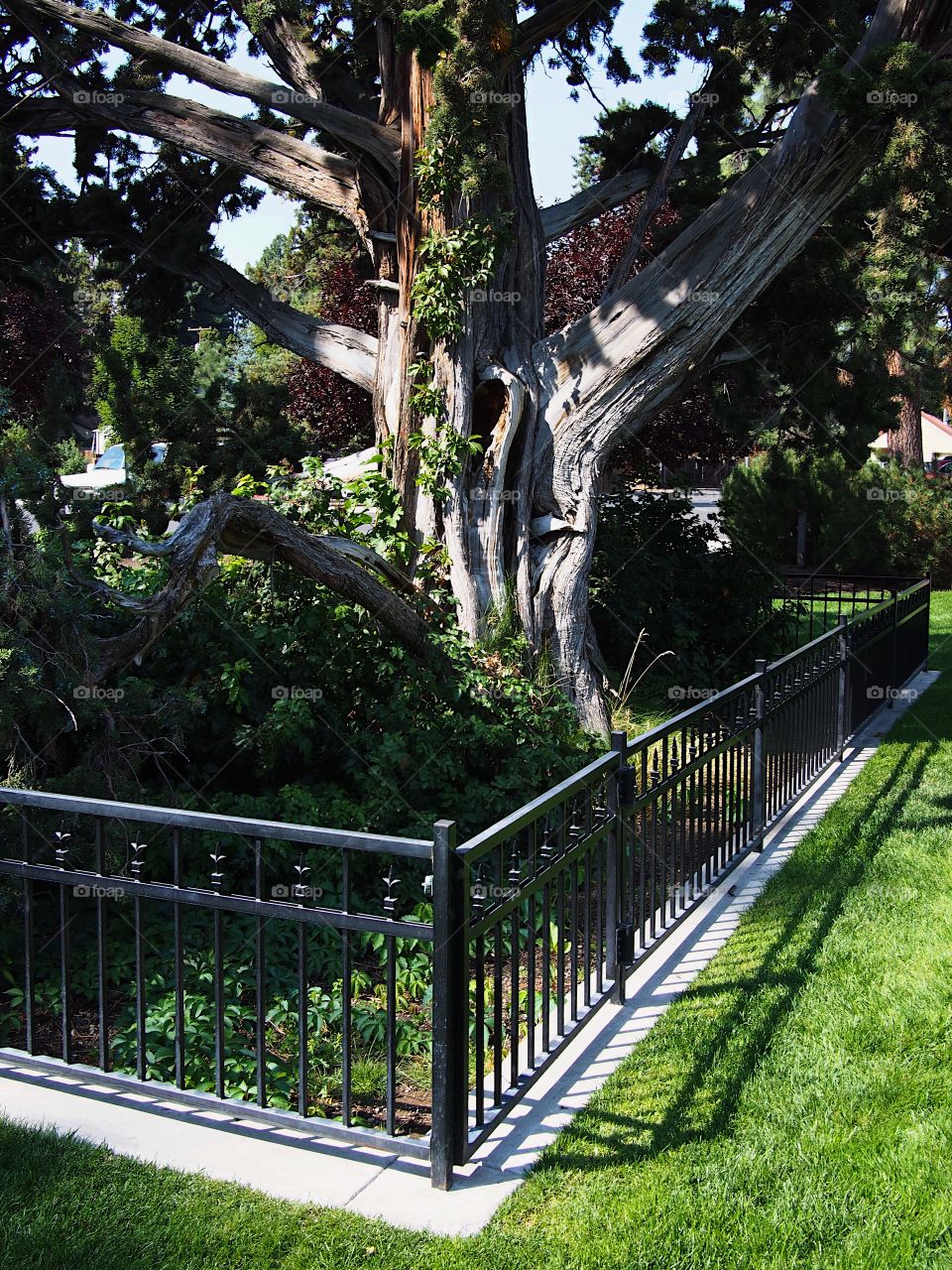 A beautiful large old tree with lots of green foliage at Ponderosa Park in Bend in Central Oregon on a sunny summer morning 