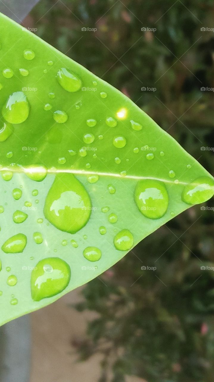 Beautiful green leaf with water drops