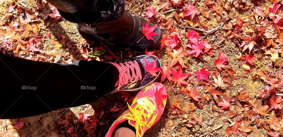 beautiful red maple leaf