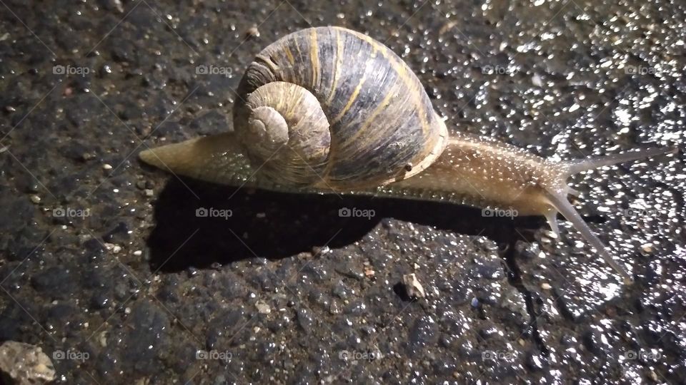 snail