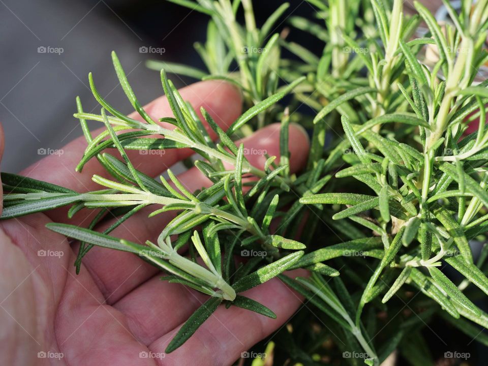 Rosemary plant