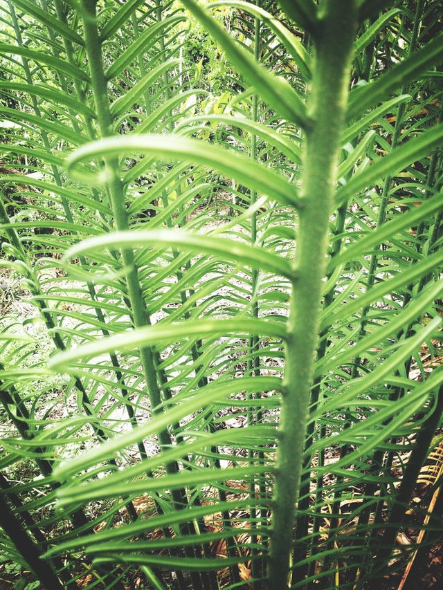 palm leaf