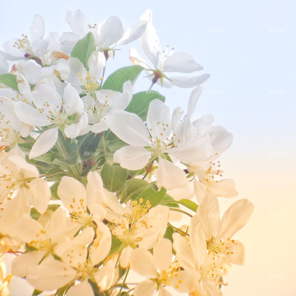 beautiful white Bradford pear blooms closeup in the springtime sun.