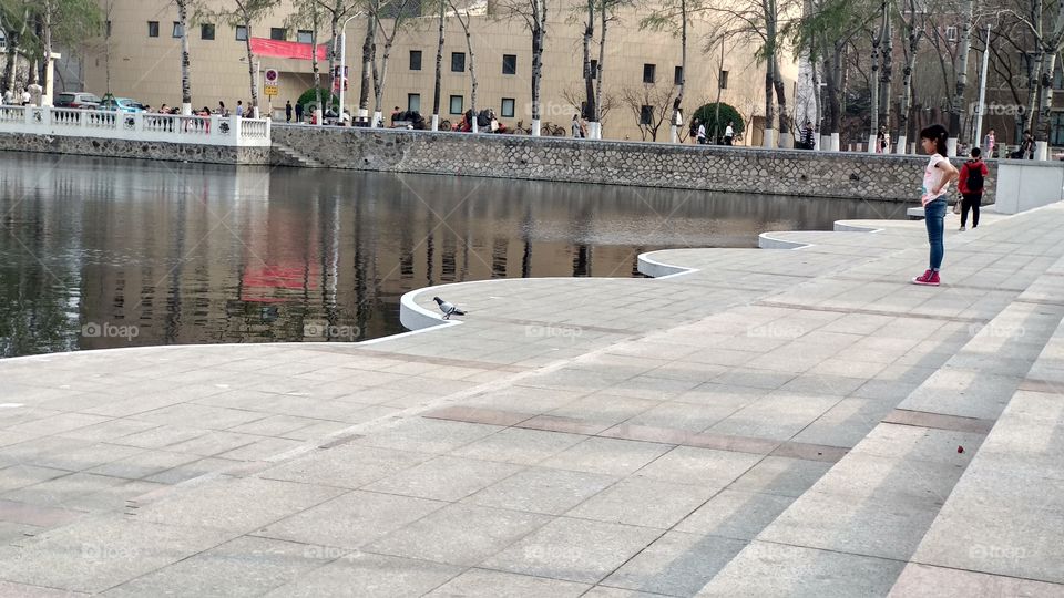 A Pigeon trying to dink water in the lake side. It's was awesome moment and wonderful. Beautiful Pigeon