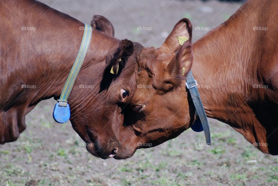 Close-up of cows fighting