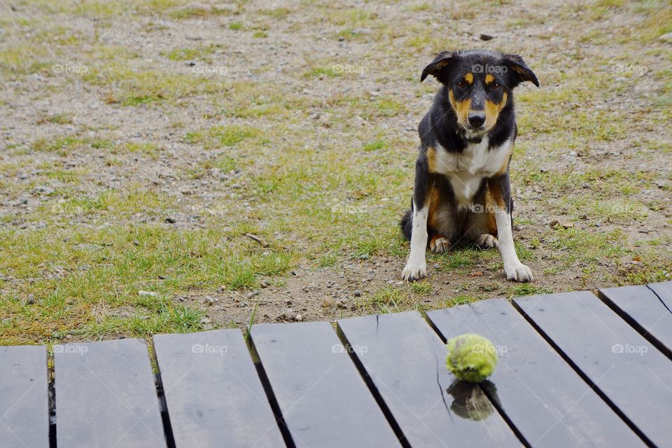Play with me!. Dog with ball waiting to play fetch