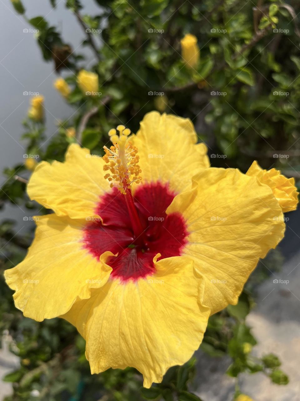 Yellow hibiscus 