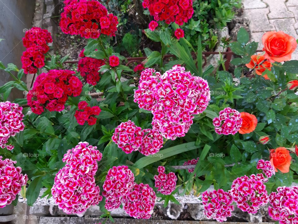 bouquet garden beauty