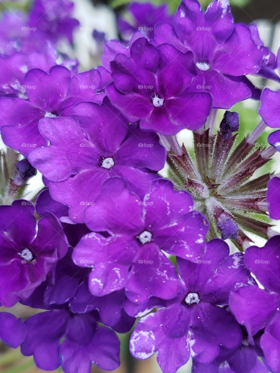 Close-up of purple flowers, textured with silver lines throughout