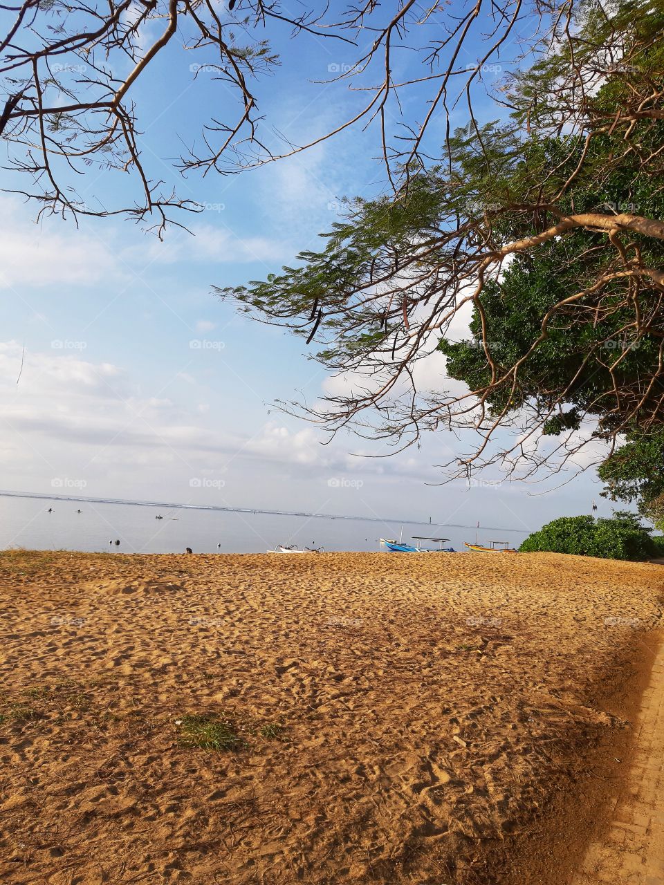 Branches of a tree in the sandy beach