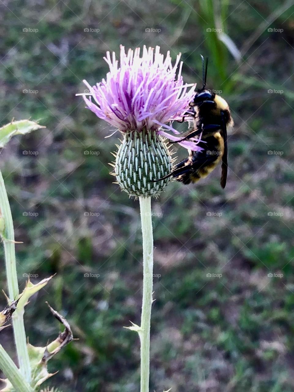 Oh dear!! Had this in the hike mission!! Closeup of a bumblebee on a purple thistle!! 🐝