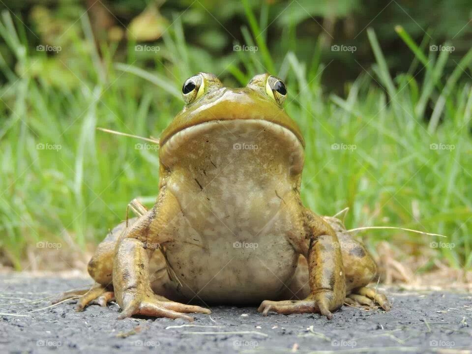 Ribbit