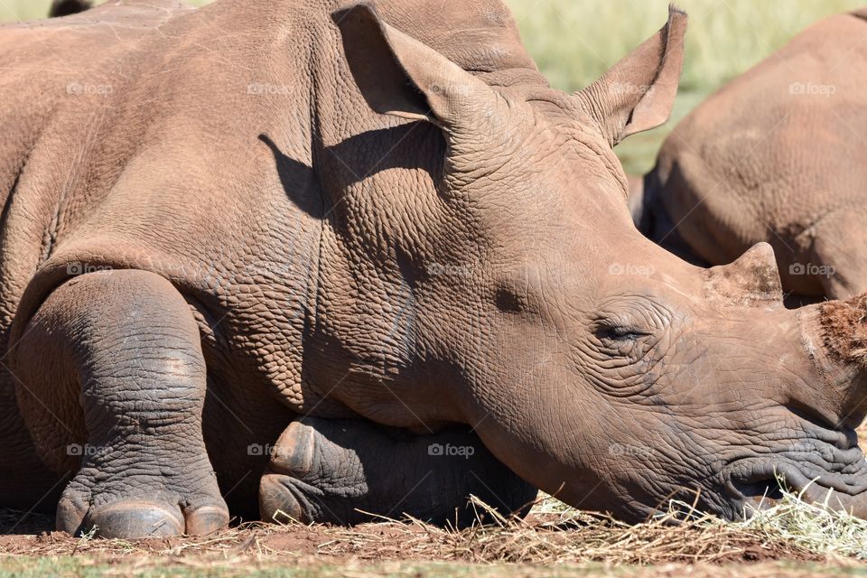 Rhino resting in the warm winter sun, big ears, huge feet and a leather appearance 
