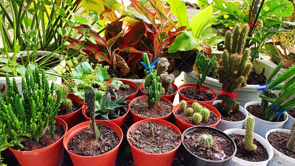 Variety of cactus with beautiful flower in garden. Small decorative cactus plants.