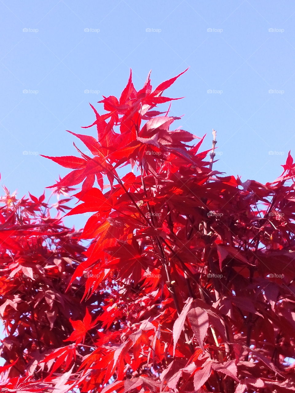 Blood Maple