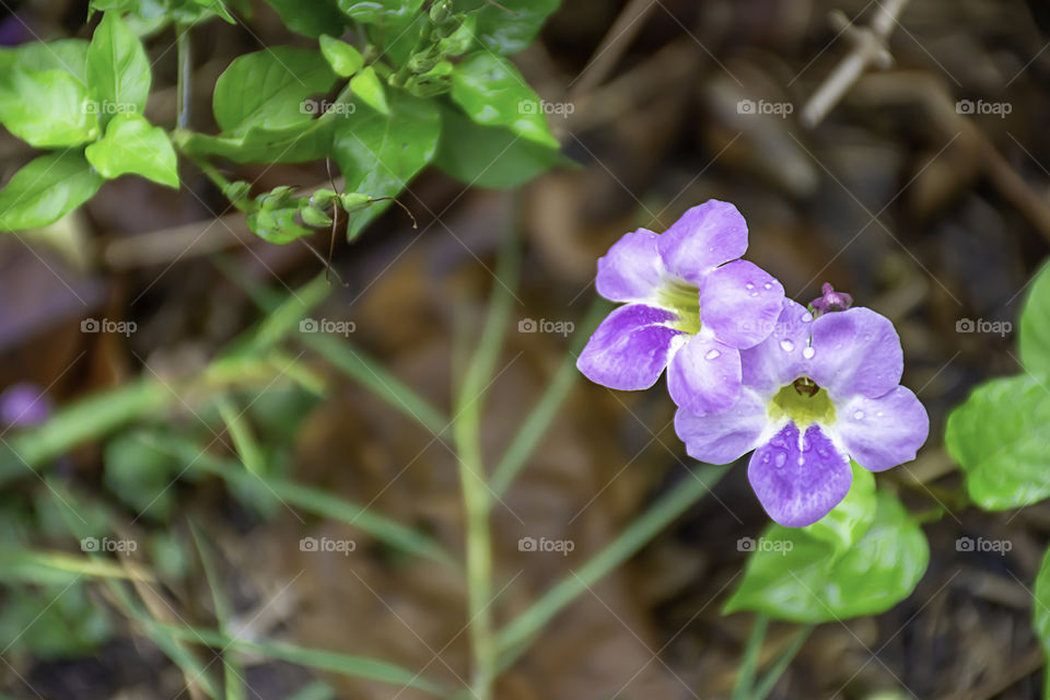 Water drops on purple flowers in the garden after a light rain.