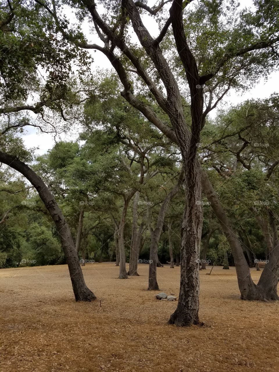 Oak trees