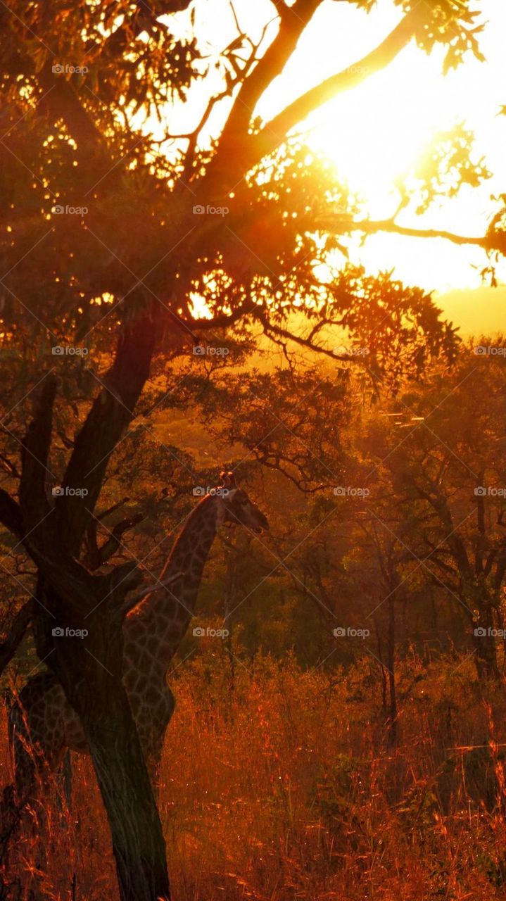 A giraffe in the Kruger National Park in South Africa.