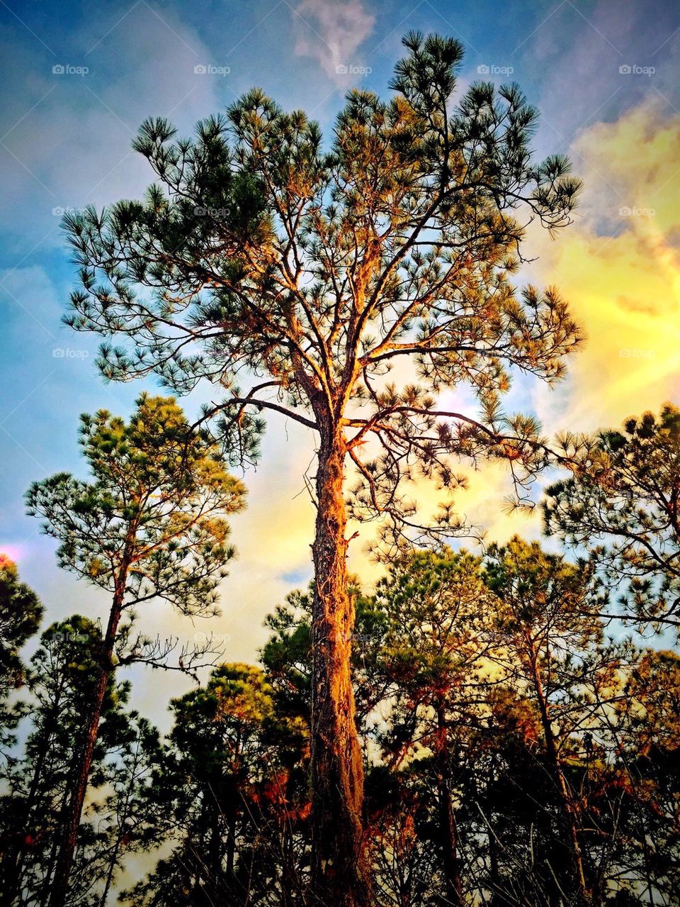 Pine tree