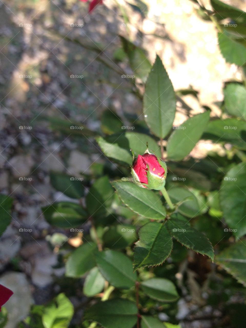 New rose about to bloom. 