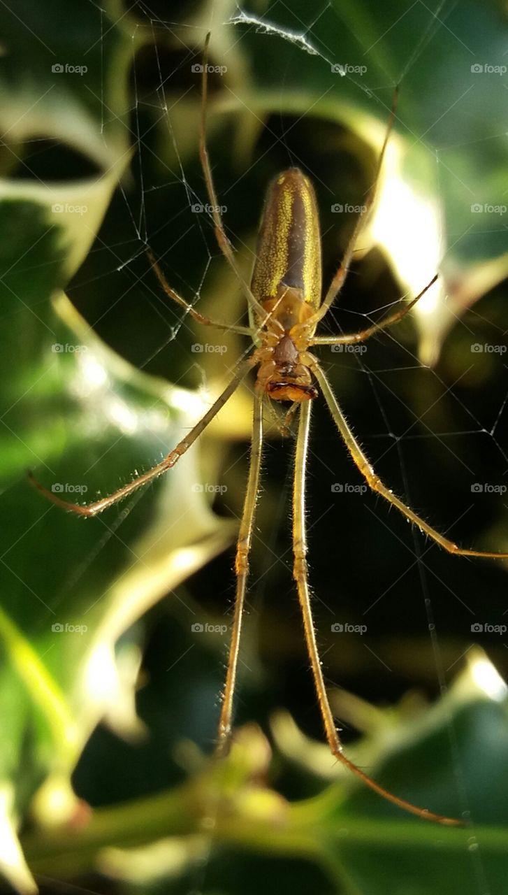 golden spider morning light