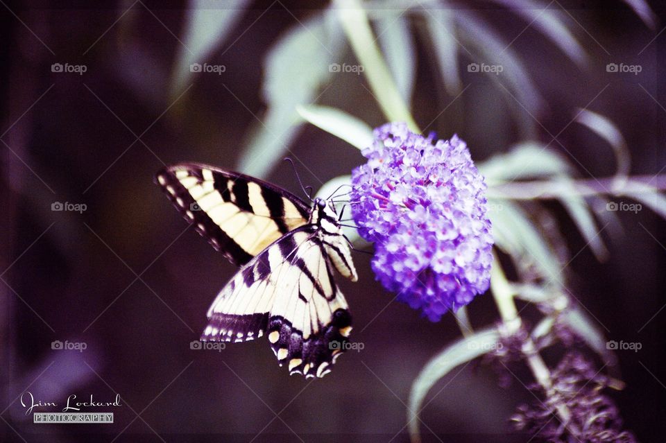 backyard butterfly