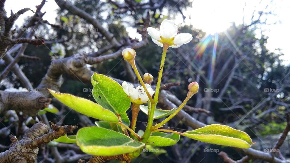 early spring bloom, Apple blossom and winter branches